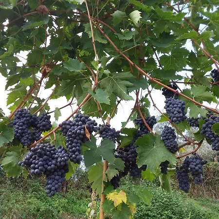 Gasthuis Agriturismo Podere Somigli Di Lorenzo Correani